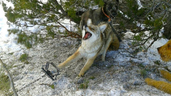 coyote caught in paw trap