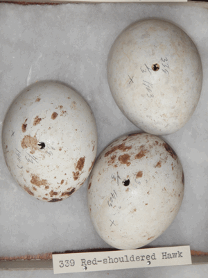 red bird eggs