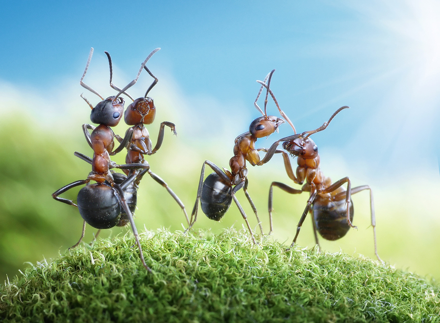 bigstock-Ants-Dancing-Under-The-Sun-29224256.jpg