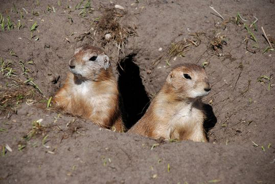 Living on Earth: Can Prairie Dogs Save Mexico's Prairie From the Desert?