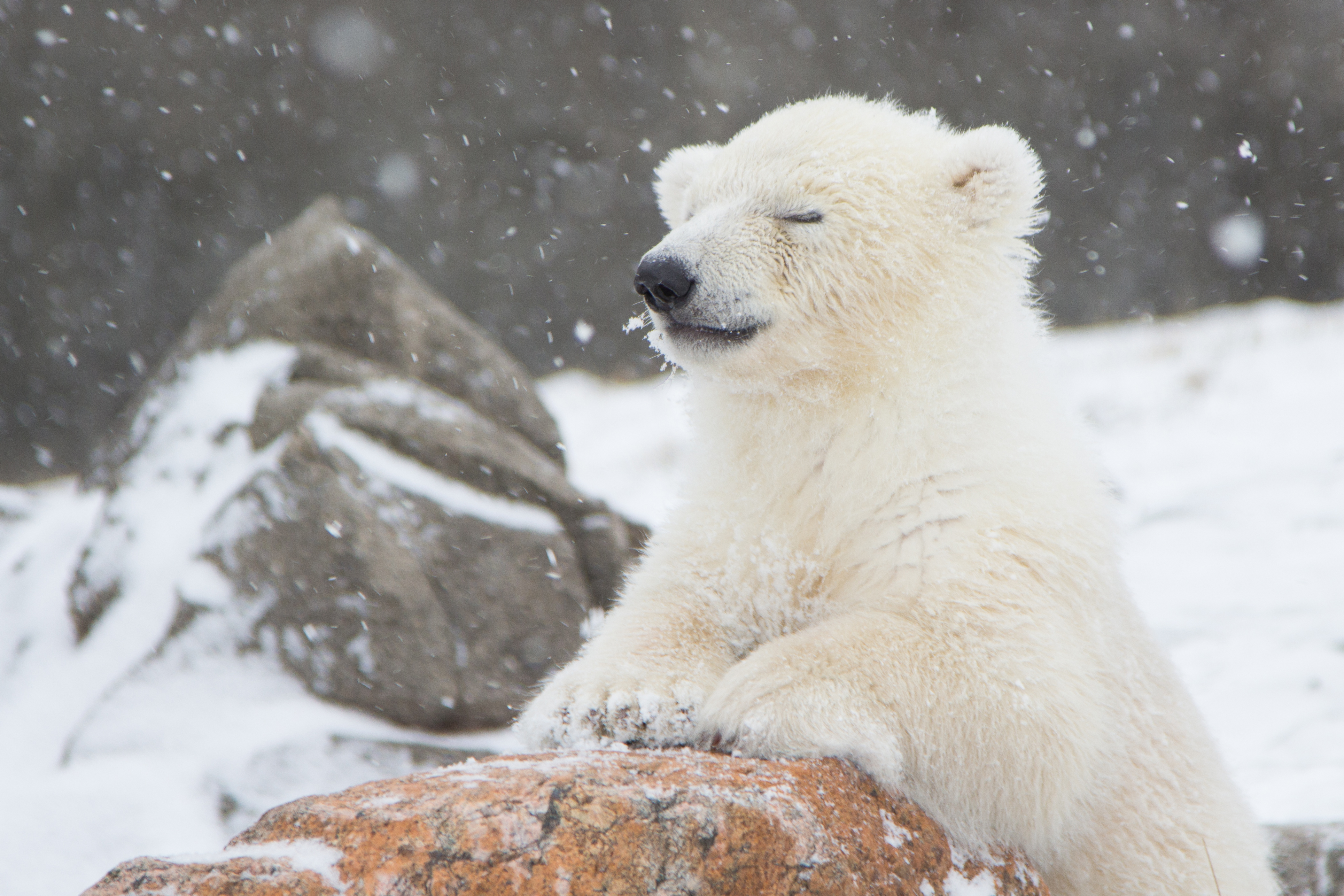 Living On Earth Baby Polar Bear Rescue
