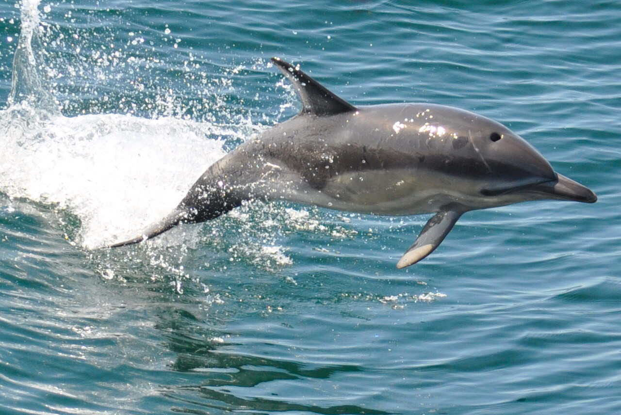dolphinmmj图片