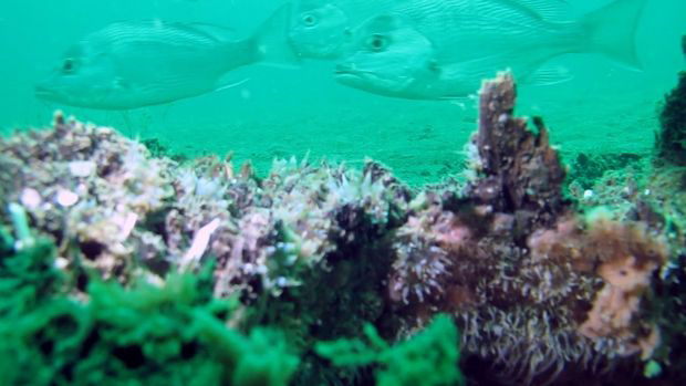 ancient underwater forest