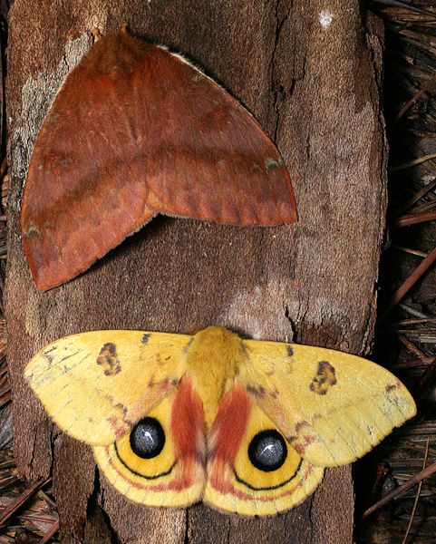 Living on Earth: National Moth Week