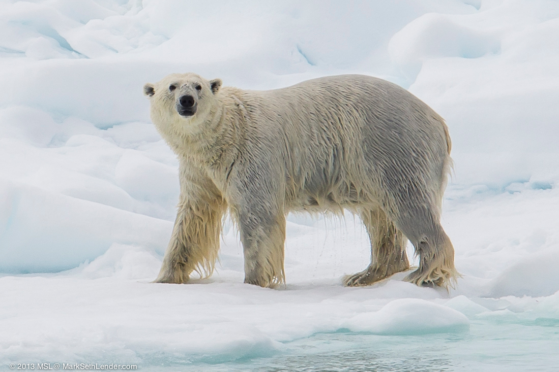 Living on Earth: Swimming Polar Bear