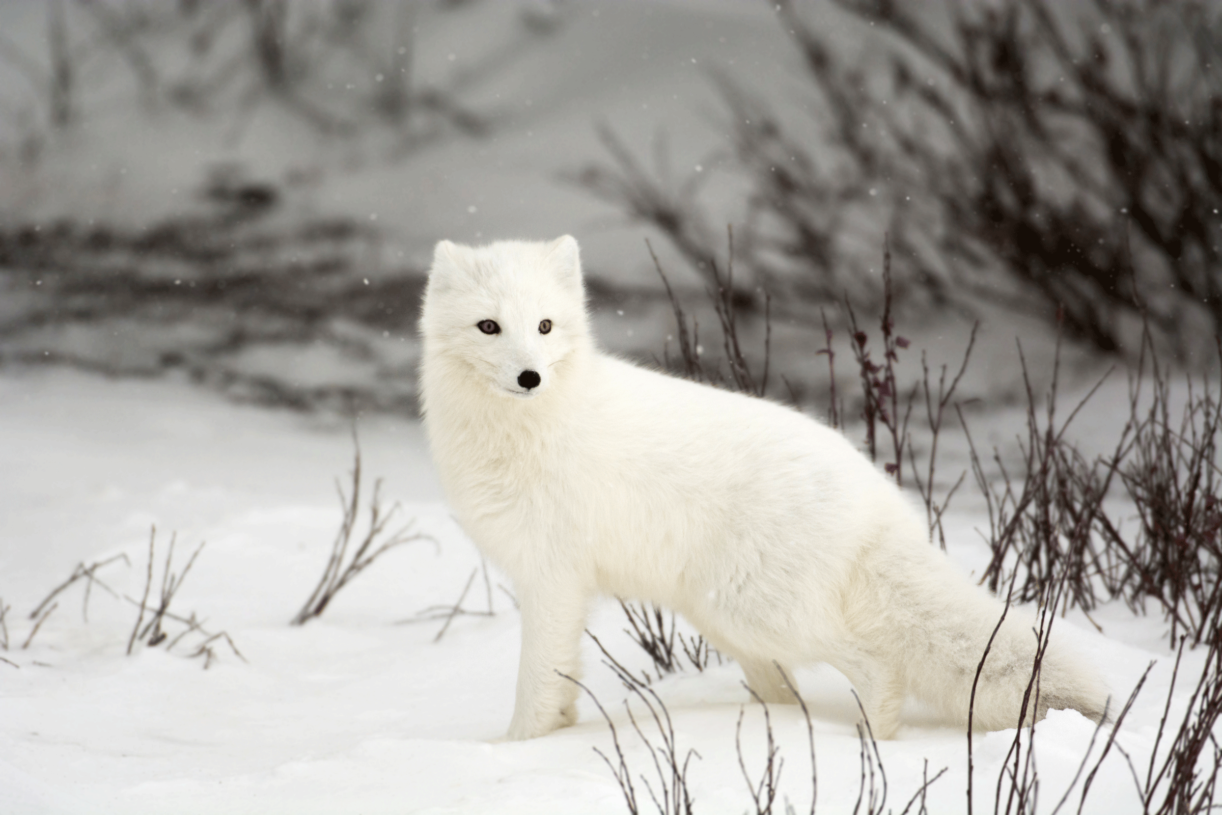 Living on Earth: Searching Out the Arctic Fox