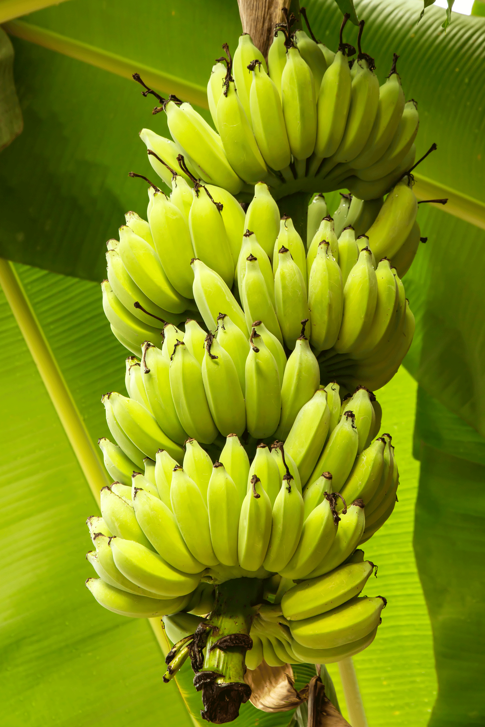 banana tree in rainforest