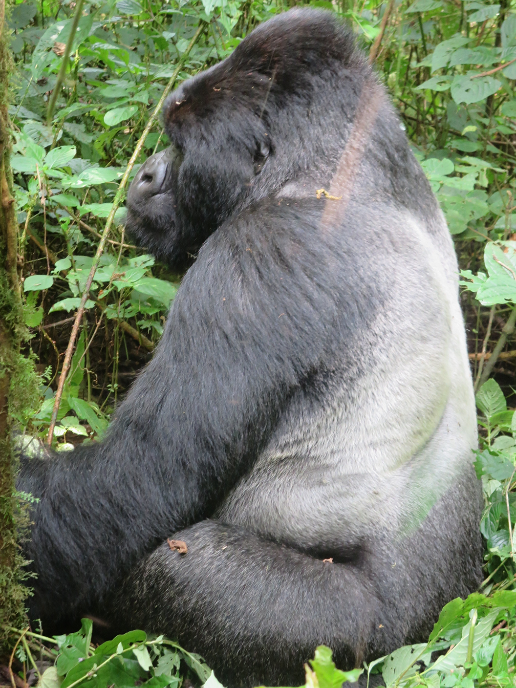 Living on Earth: At Home With Humba, the Mountain Gorilla