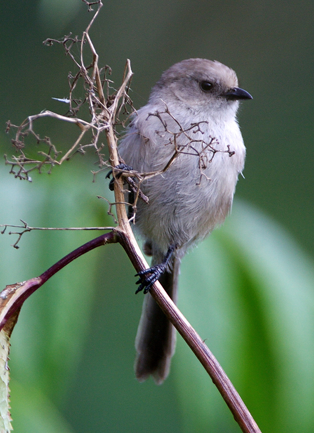 small birds