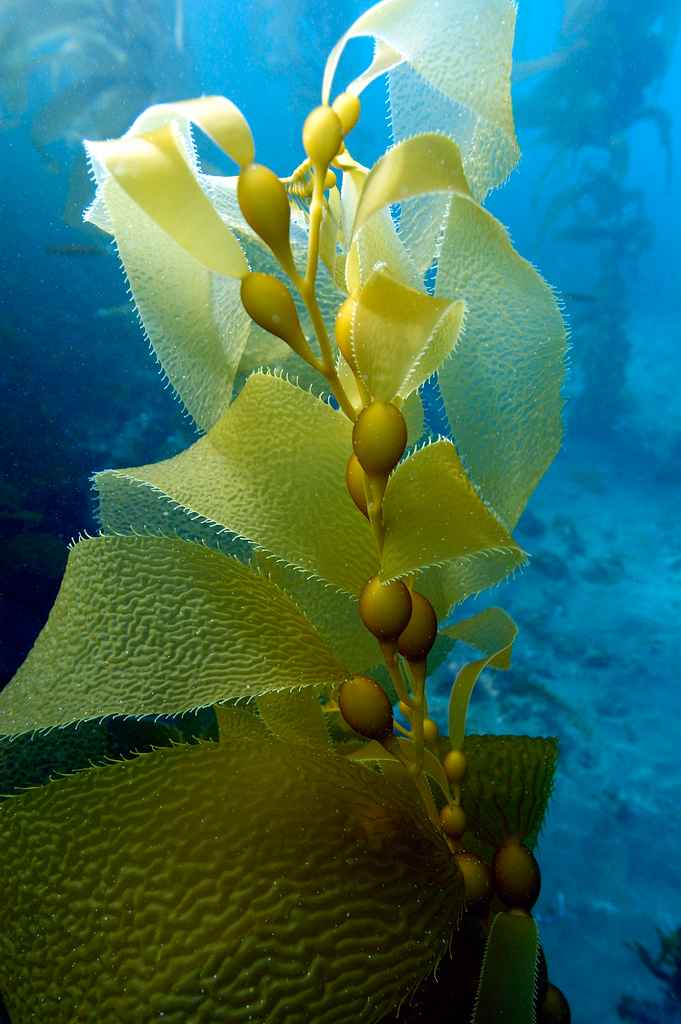 giant kelp on beach