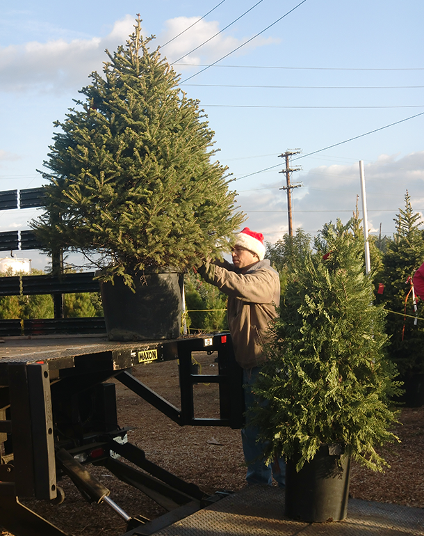 live christmas tree