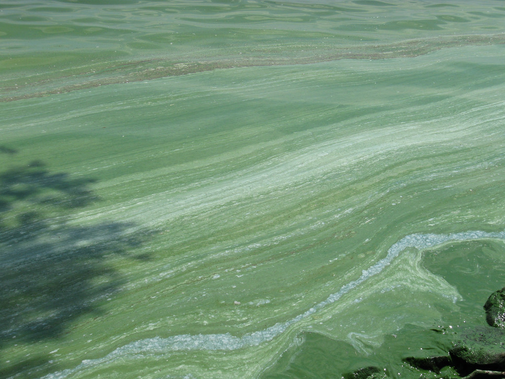 Beware of blue-green algae at these Kansas lakes