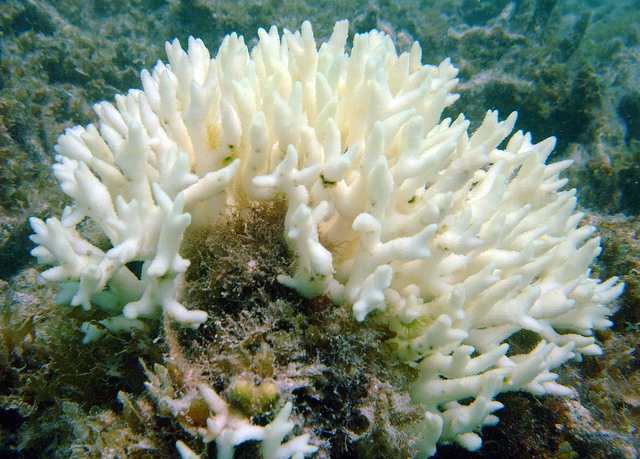 Living On Earth Newly Discovered Algae Helps Corals In Warming Oceans 4657