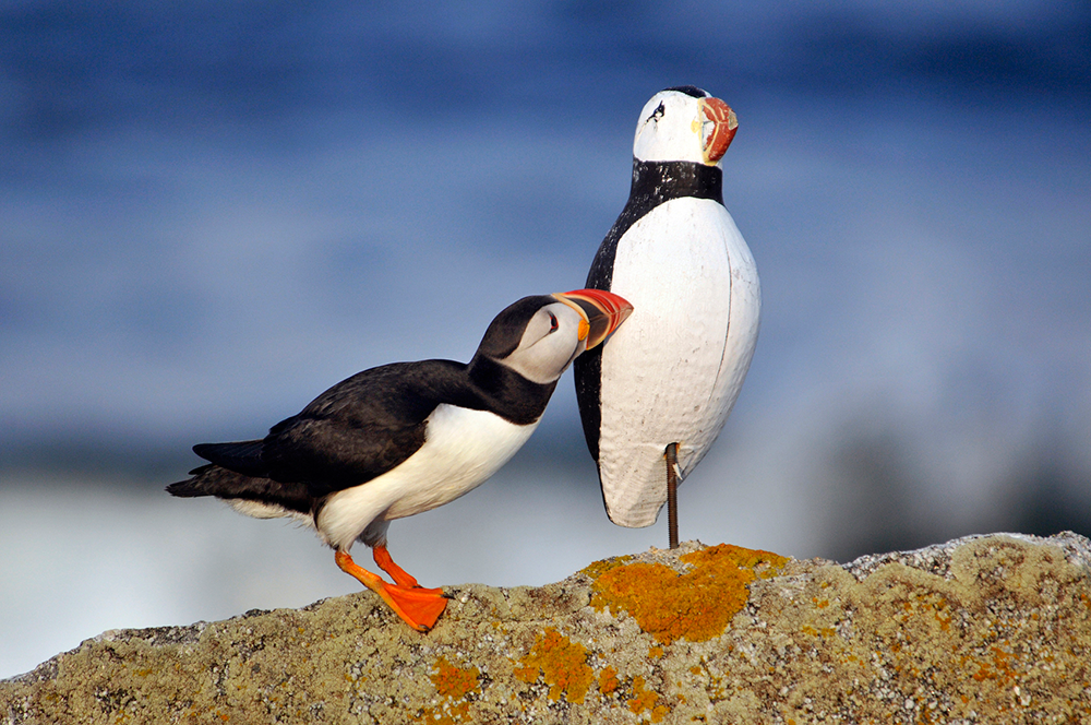 You can go observe the endearing Atlantic puffin, but time may be