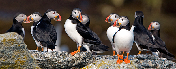 How the adorable Atlantic puffin came back from near extinction