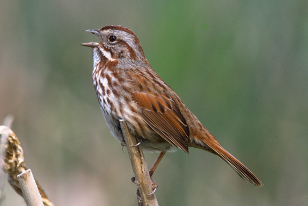 Living On Earth The Evolution Of Birdsong