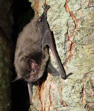 indiana bat endangered species