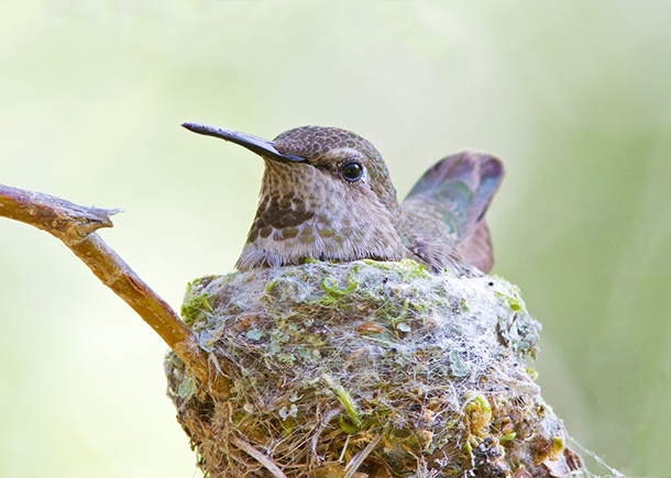Living On Earth BirdNote Spider Silk And Birds Nests living-on-earth-birdnote-spider-silk-and-birds-nests