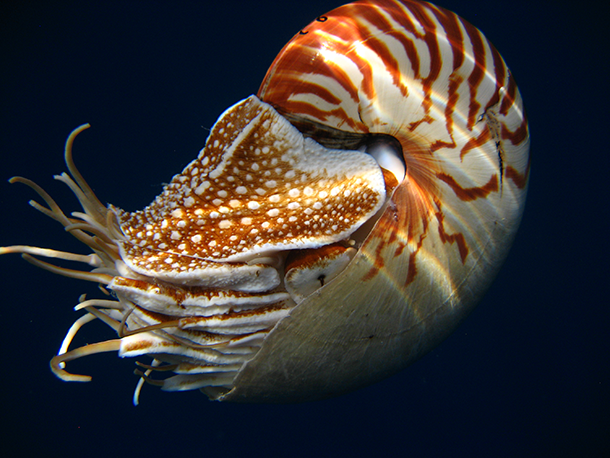 Living on Earth: The Nautilus at Risk