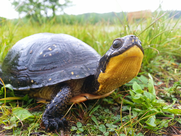 Is Blanding's turtle endangered?