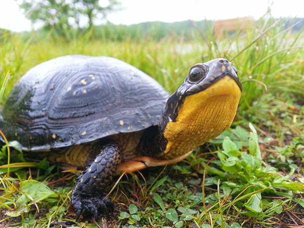 Living on Earth: Nesting Turtles at Home in Suburbia