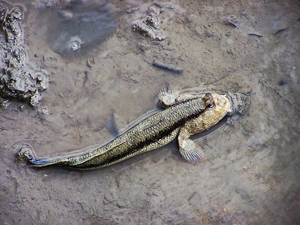 Living on Earth: Emerging Science Note: Walking Fish