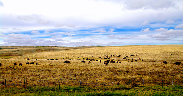 Living on Earth: Blackfeet Tribe Regains Sacred Land