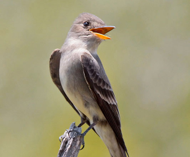 Living on Earth: BirdNote: Whistling Birds