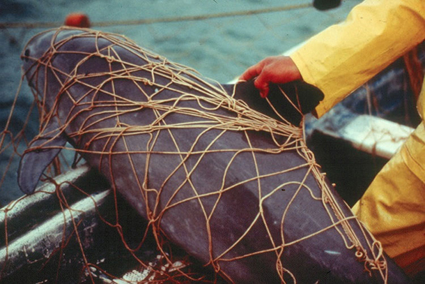 Mexico announces permanent ban of gill-nets in vaquita habitat