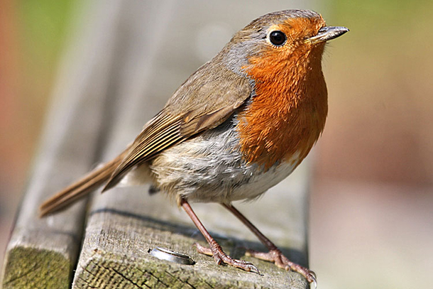 Living On Earth Birdnote Robin Redbreast