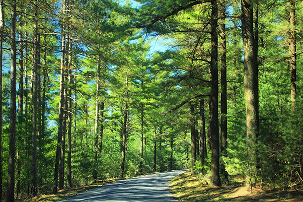 moving trees