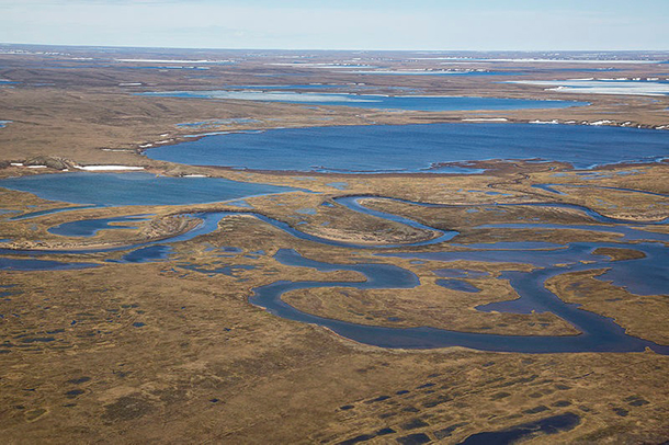 living-on-earth-trump-moves-to-drill-in-anwr