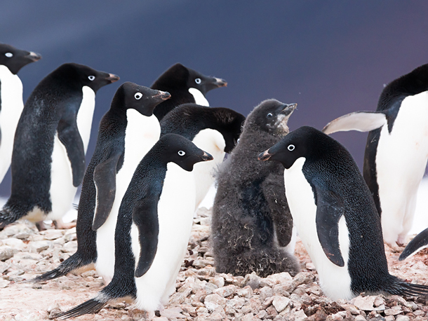 Living On Earth A Waddle Of Penguins Living On Earth A Waddle Of Penguins
