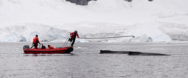 Fin whales are finally rebounding in the Antarctic •