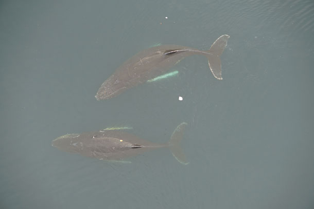 Fin whales are finally rebounding in the Antarctic •