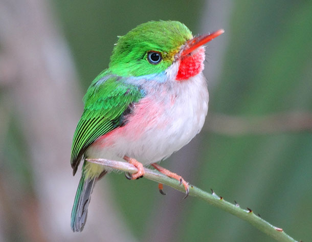 Living on Earth: Birdnote®: The Cuban Tody, A Caribbean Jewel