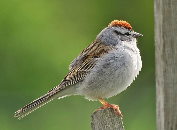 red capped sparrow