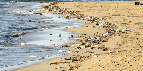 Straws Suck for Birds and Ocean Wildlife - intoBirds