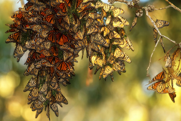 Living on Earth: Migratory Monarch Butterflies Now Endangered