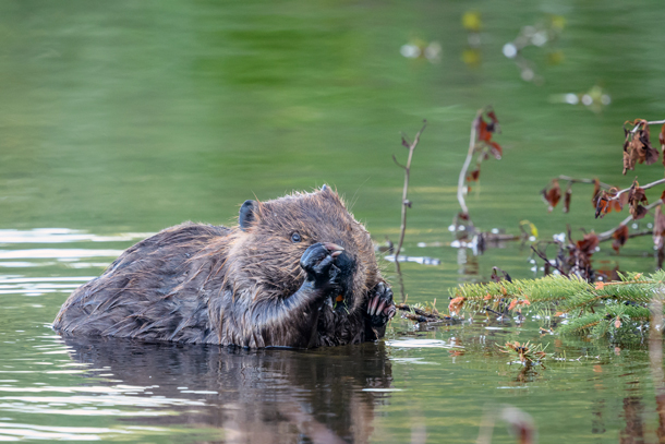 Keystone Species that Live in Ponds, Streams, & Wetlands