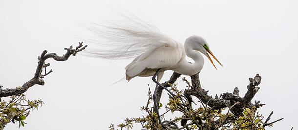 A White Great Egret in Breeding Plumage Stands and Poses at Bombay Hook NWR  in Delaware. This Regal Bird is a Summer Resident of the Area. -  Canada