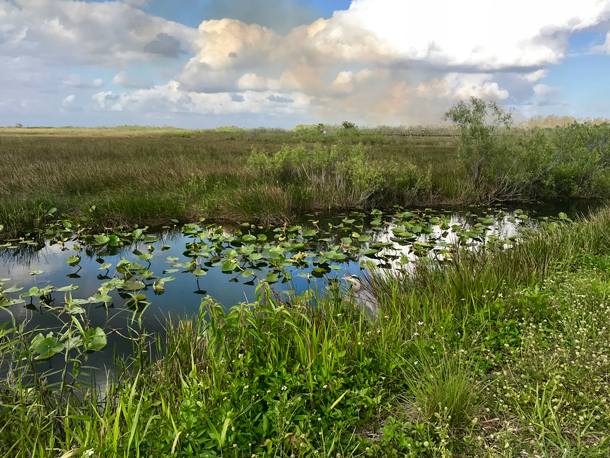 Pollution timebombs: Contaminated wetlands are ticking towards