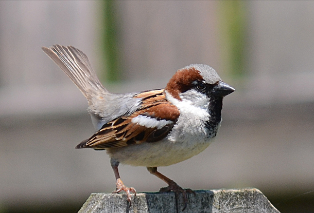 Living on Earth: BirdNote®: House Sparrows’ Dance