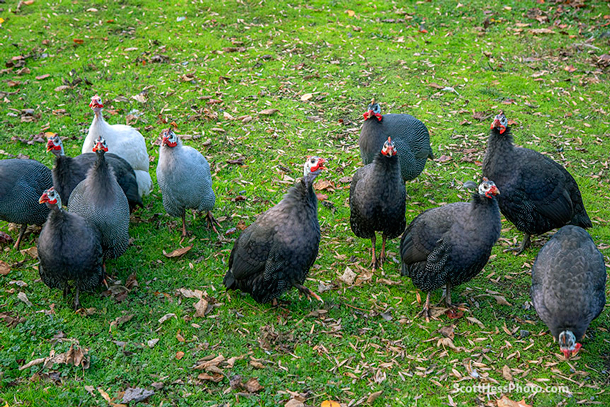 Guinea fowl, Ground-dwelling, Foraging, Pest Control