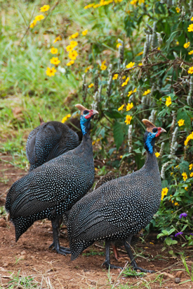 Guineafowl  South Carolina Public Radio