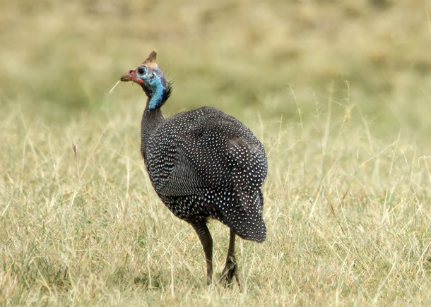 Guineafowl  South Carolina Public Radio