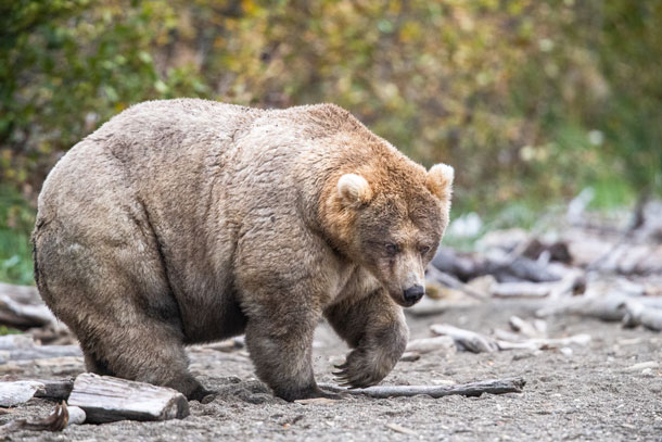 Watch a bear play in an Alaskan waterfall right from Google Earth