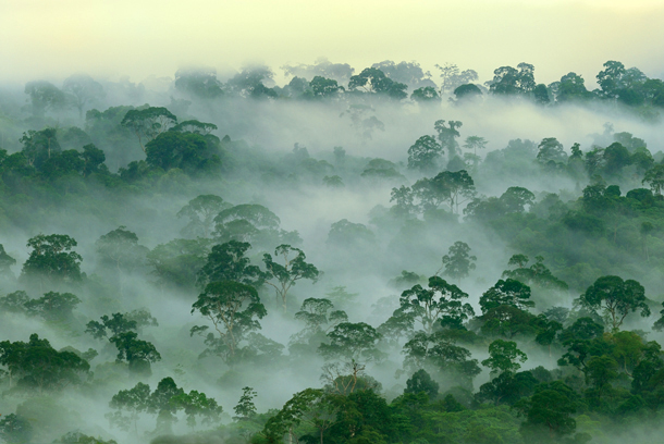 Tropical Rainforest: Green Jungle Landscape with Rain and Fog
