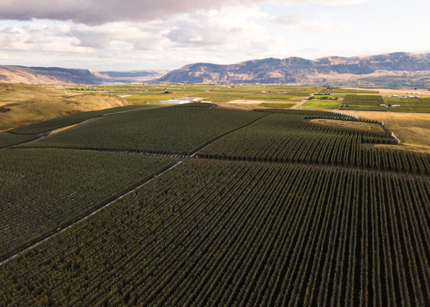 Cosmic Crisp®: How a Bunch Made One Good Apple, WSU Foundation