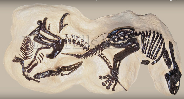 fossil of dinosaurs fighting